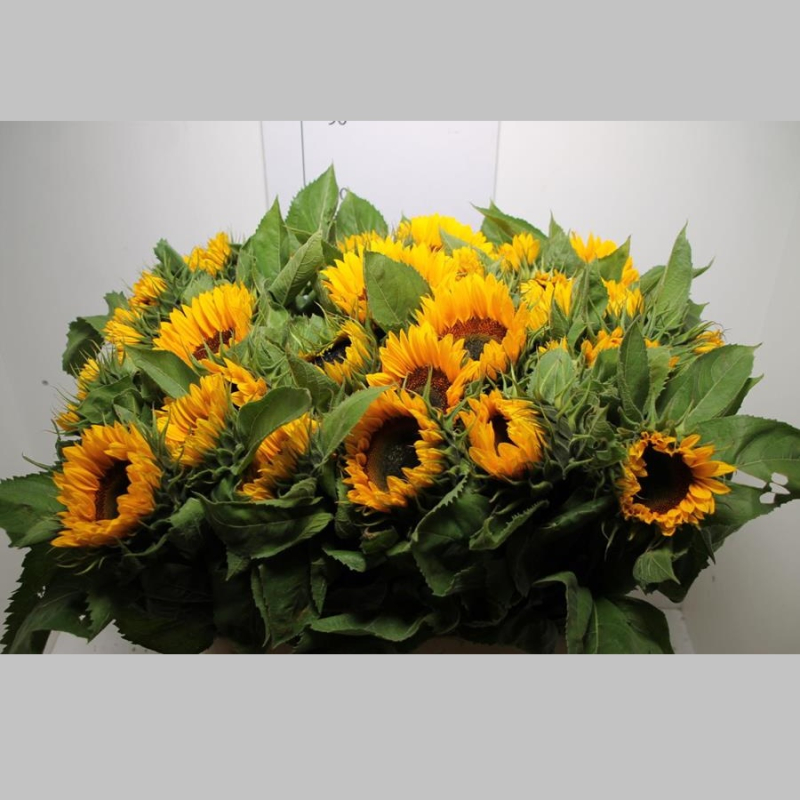 Heliantus, Pachet (5 buc.)